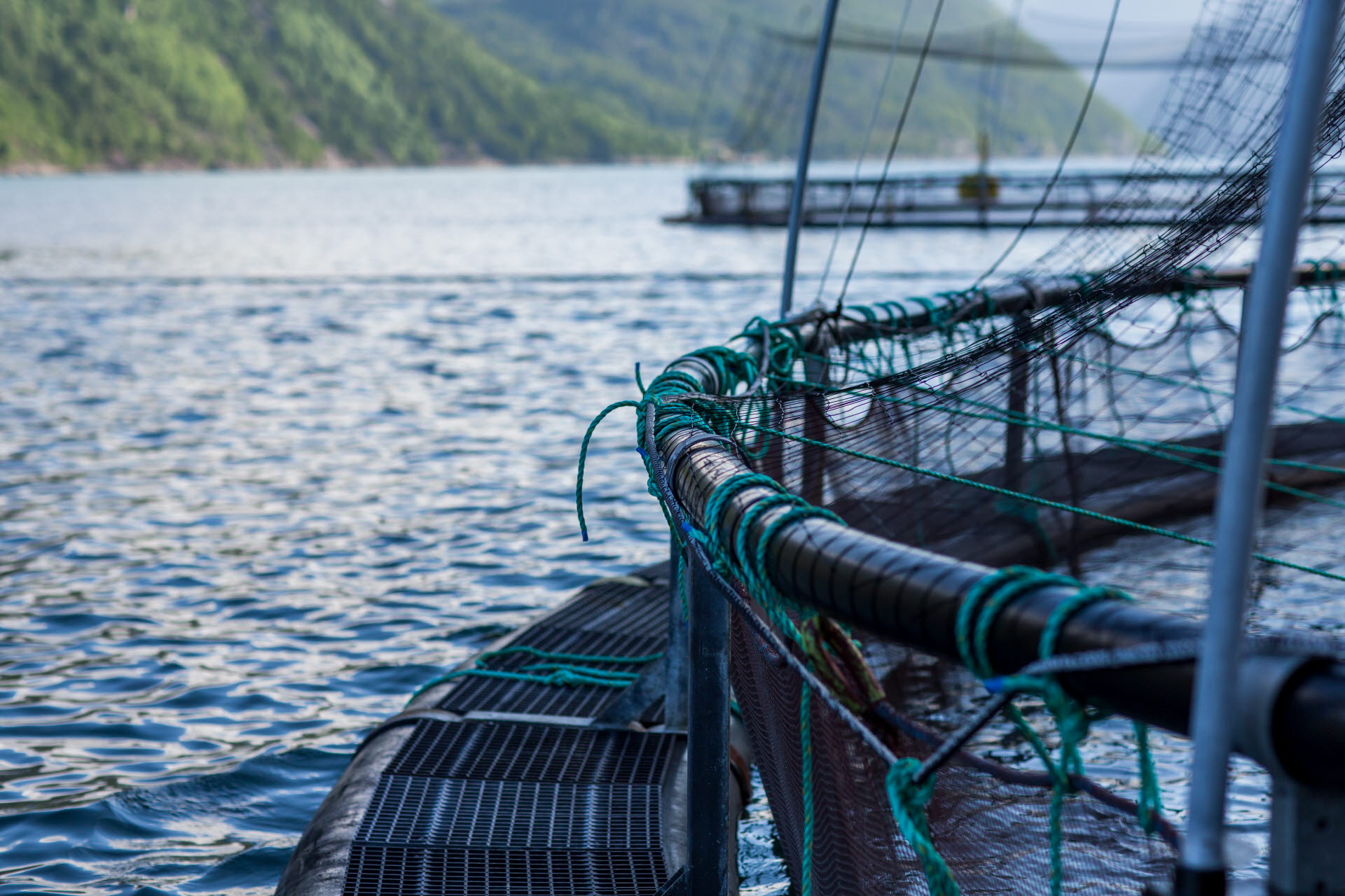 Tveitnesvik lerøy_MP_0729